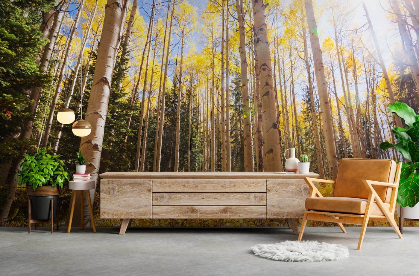 Papier peint Papier peint paysage forêt de bouleaux chaleureuse et