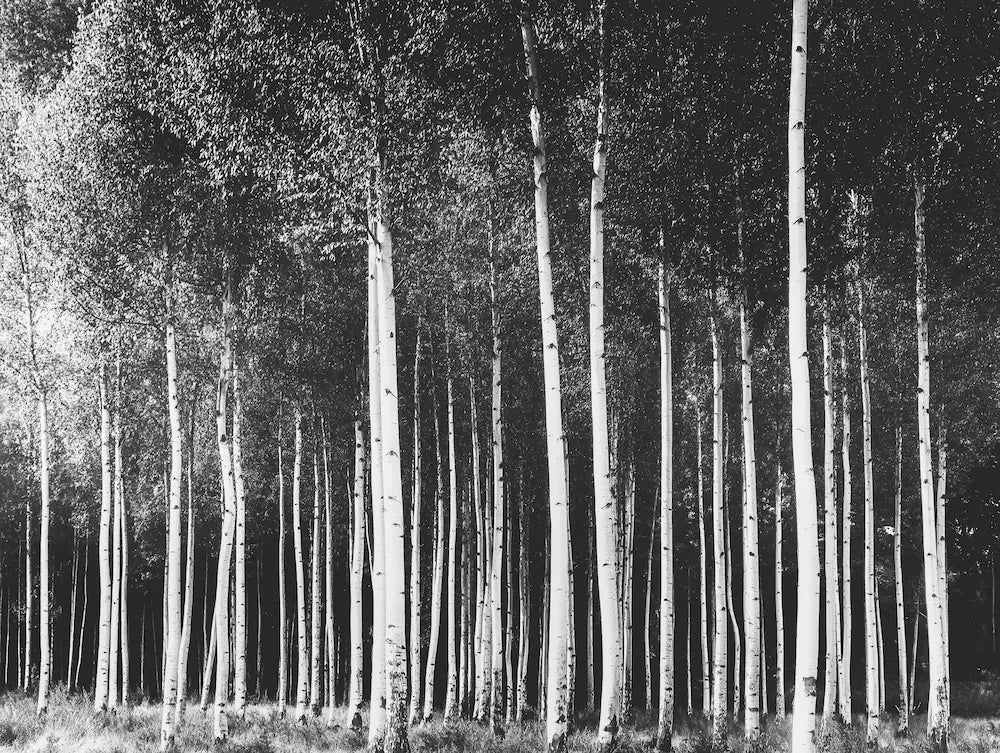 Motif Papier peint panoramique forêt noir et blanc