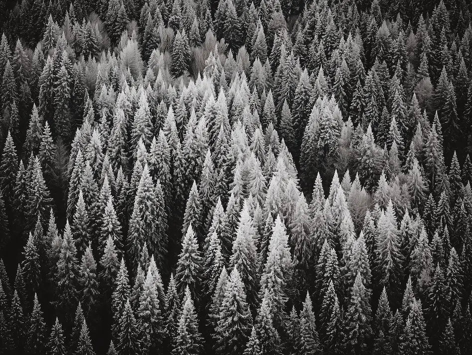 Motif panoramique foret noir et blanc