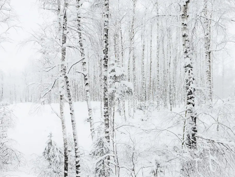 Motif papier peint foret enneigée