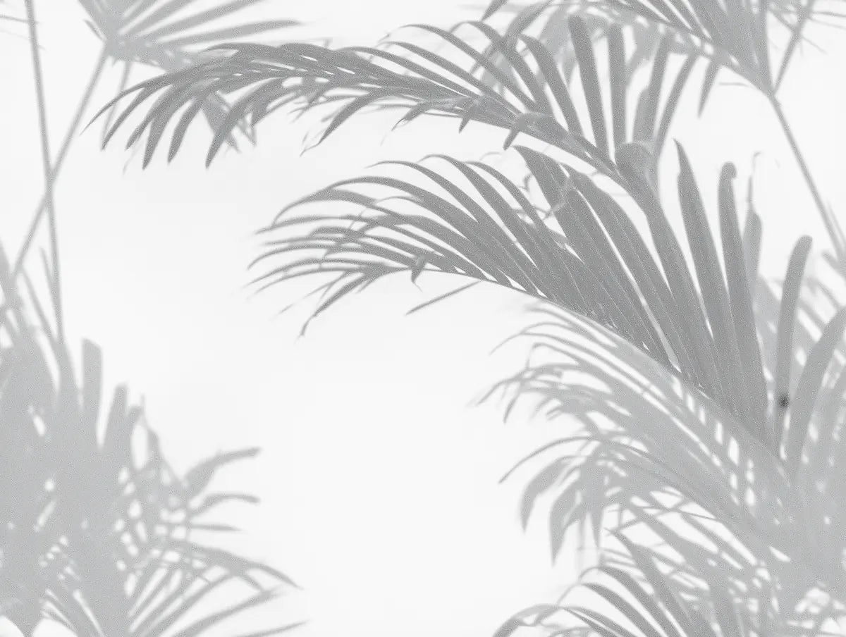 Motif papier peint ombre palmier