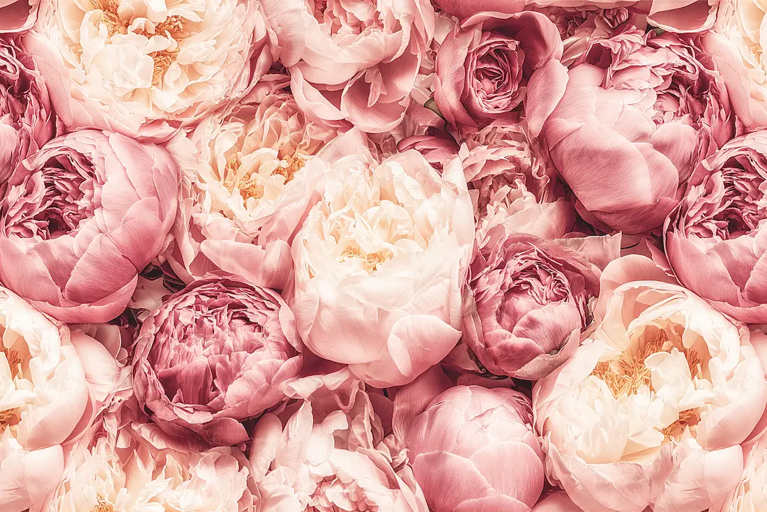 Motif papier peint panoramique peony