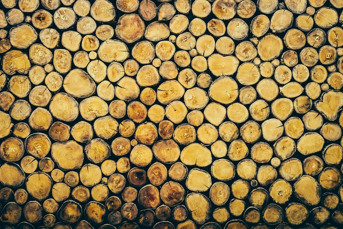 Papier peint ensemble de troncs d'arbres