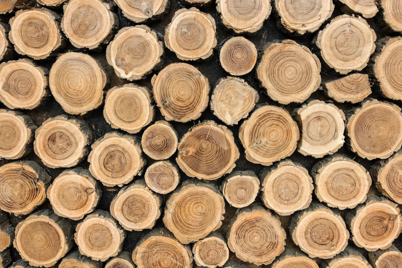 Papier peint troncs d'arbres