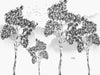 Papier peint arbres noir et blanc