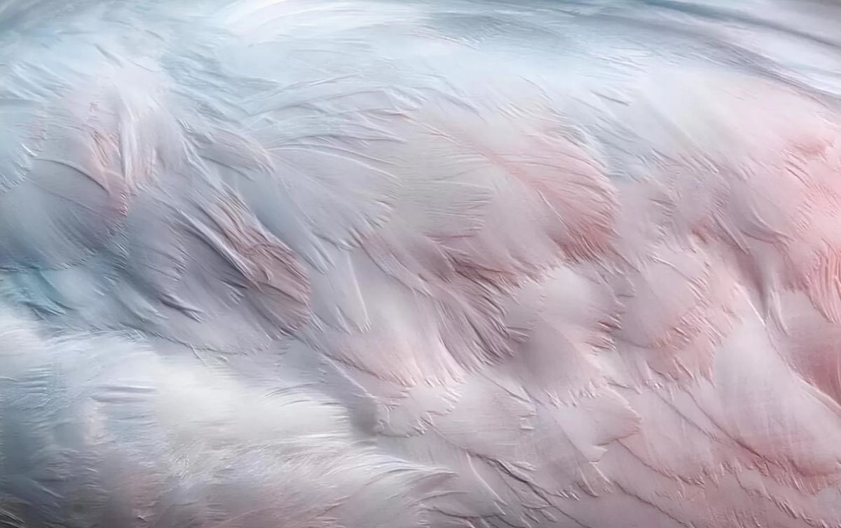 Papier peint plumes colorées