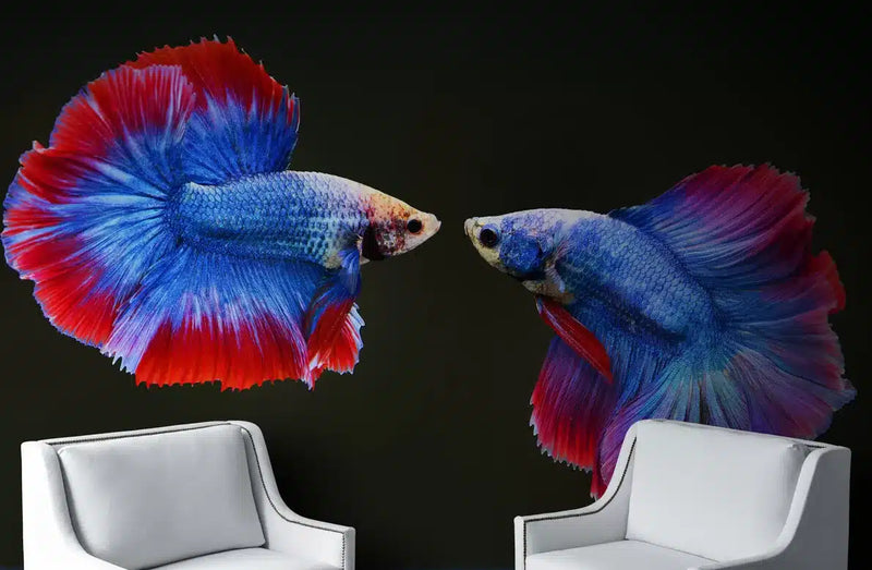 Papier peint Papier peint abstrait guppy bleu apporte une vives,