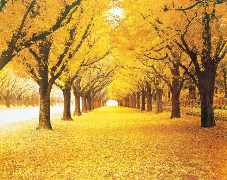 Papier peint chemin forêt de bouleaux