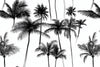 Motif Papier Peint Cocotier Noir Et Blanc