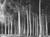 Motif Papier peint panoramique forêt noir et blanc
