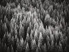 Motif panoramique foret noir et blanc