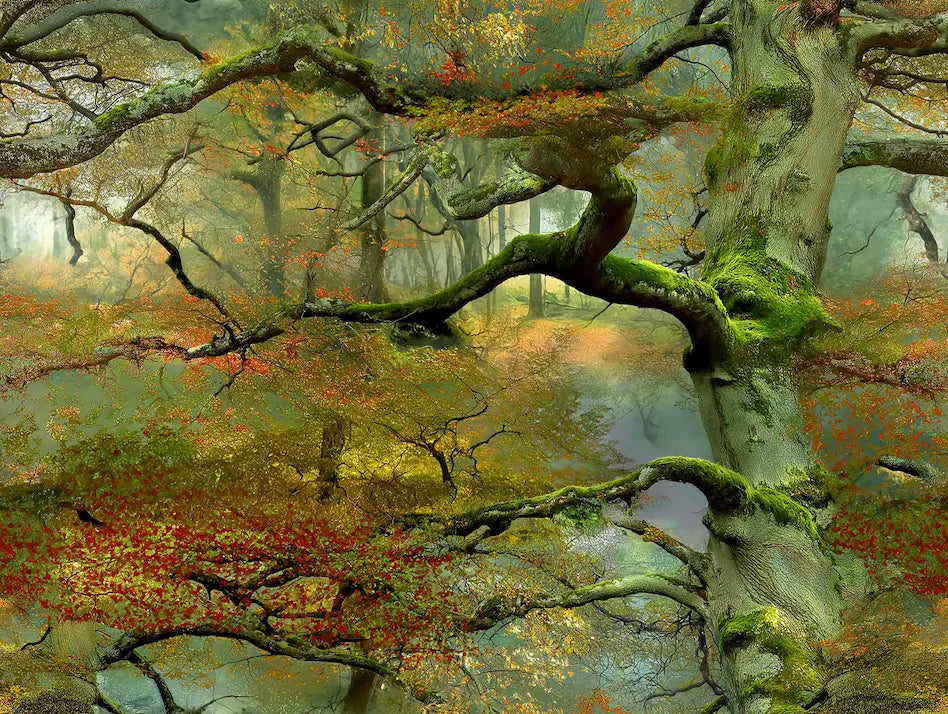 Motif "papier peint panoramique sous bois"