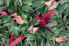 Papier peint feuillage tropical et perroquet