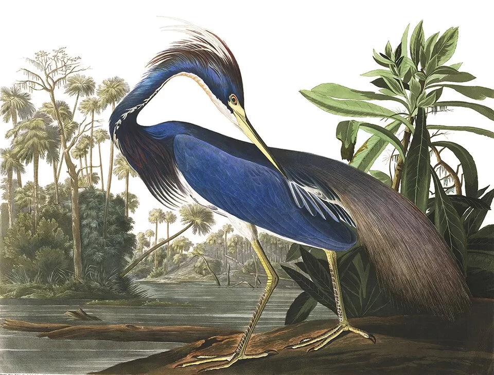 Papier peint jungle tropical et paon