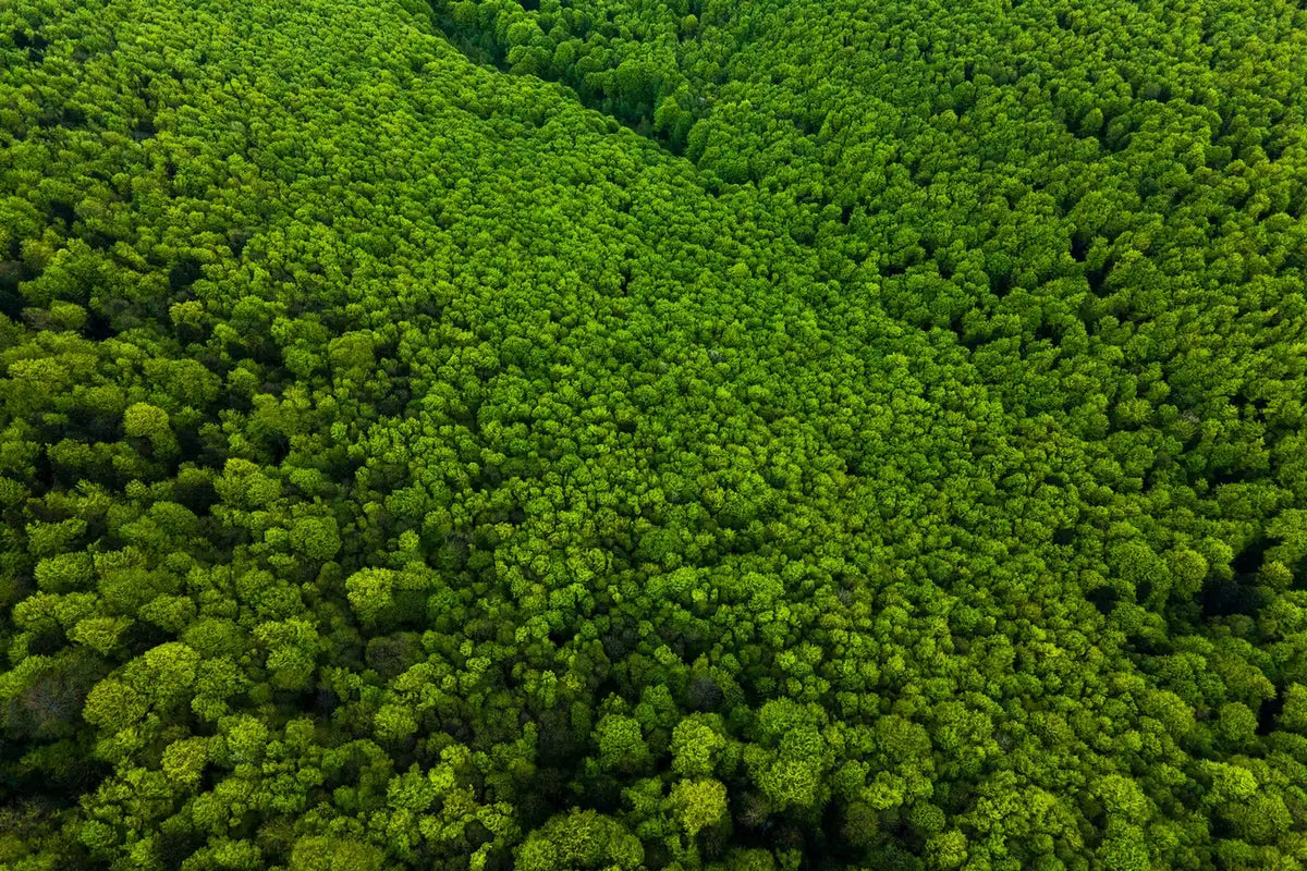 Papier peint forêt de pins vue du ciel