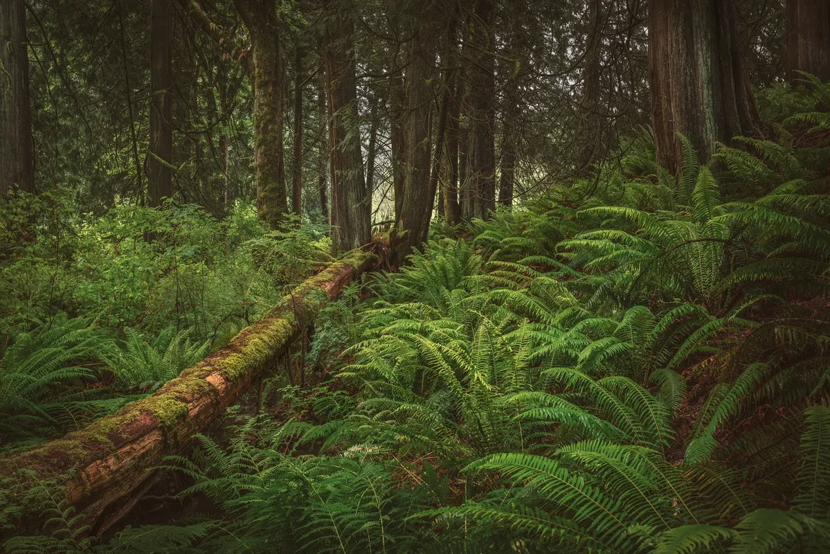 Papier peint paysage forêt nordique