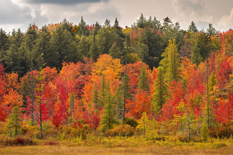 Papier peint panoramique forêt d'automne