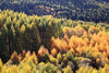 Papier peint paysage panoramique forêt d'automne