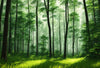 Papier peint forêt verdoyante