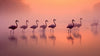 Papier peint 3D flamants roses