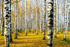 Papier peint forêt de bouleaux verdoyante