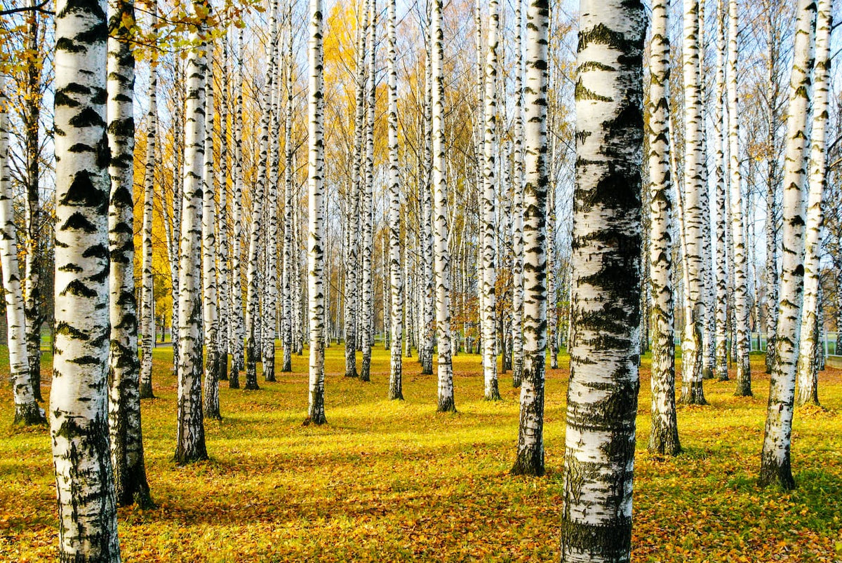 Papier peint forêt de bouleaux verdoyante