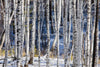 Papier peint forêt de bouleaux enneigé