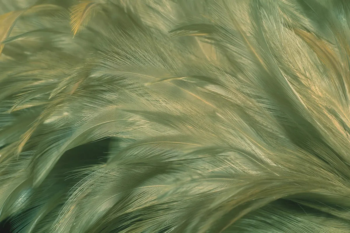 Papier peint plumes vertes