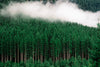 Papier peint forêt de sapins