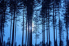 Papier peint pleine lune à travers la forêt