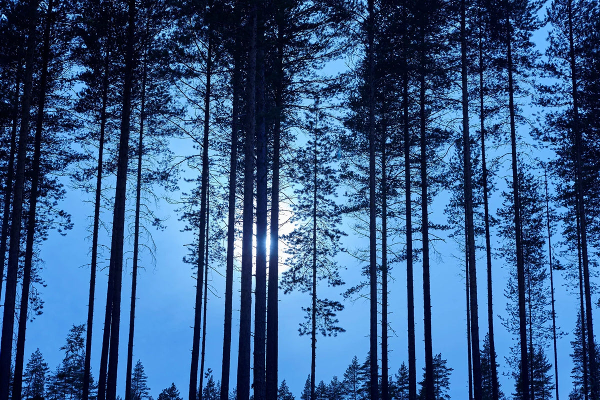 Papier peint pleine lune à travers la forêt