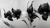 Papier peint fleurs noires