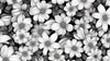 Papier peint fleurs noir et blanc moderne