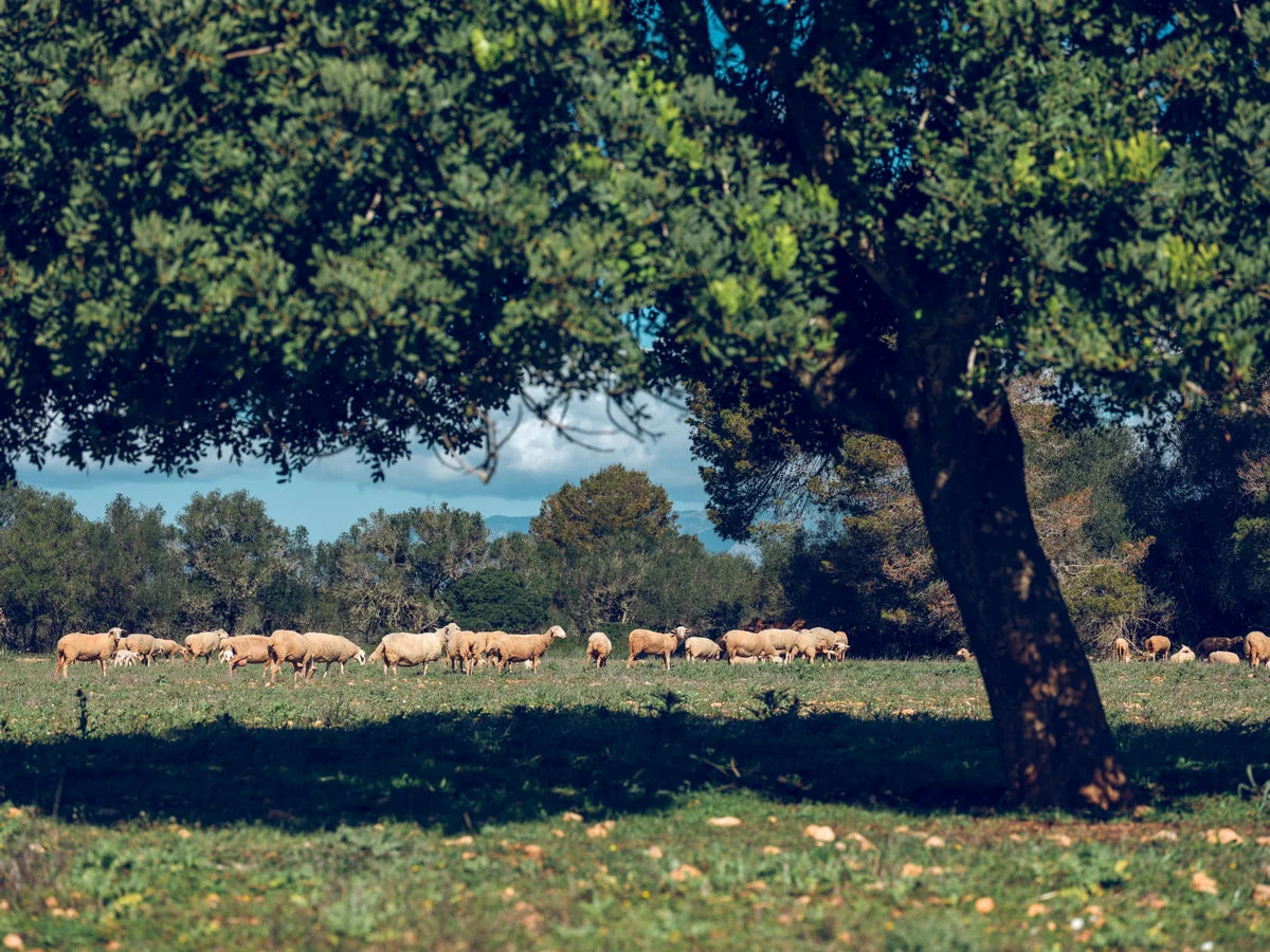 Papier peint moutons dans l'herbe