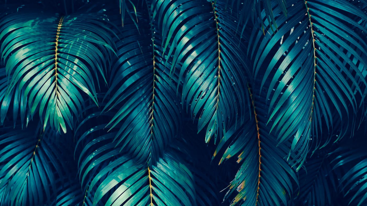 Papier peint feuillage vert tropical design