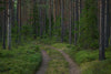 Papier peint chemin en forêt
