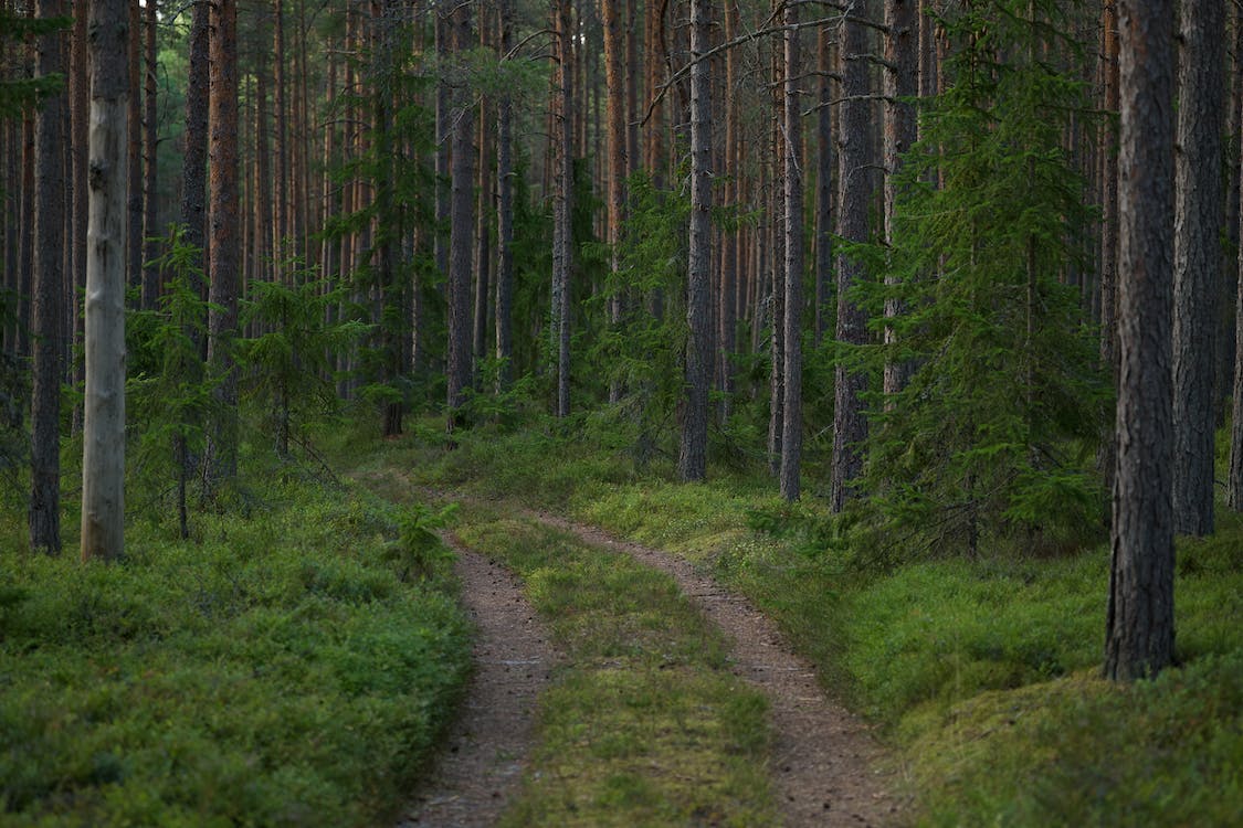 Papier peint chemin en forêt