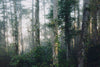 Papier peint paysage forêt dense
