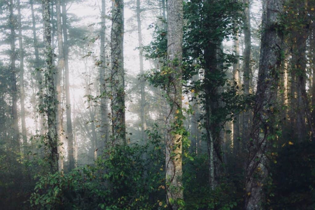 Papier peint paysage forêt dense
