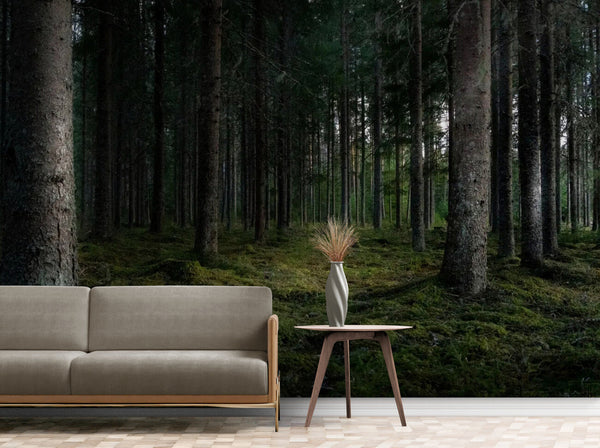 Papier peint Papier peint panoramique forêt sombre sereine et