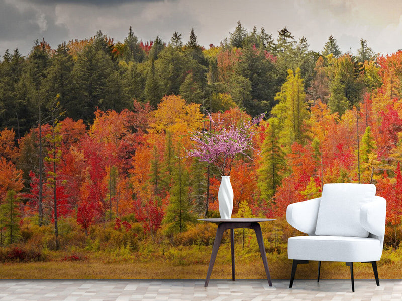 Papier peint Papier peint panoramique forêt d'automne offre une flamboyantes