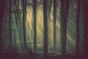 Papier peint forêt sombre