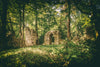 Papier peint ruines dans la forêt
