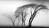 Papier peint arbre noir et blanc