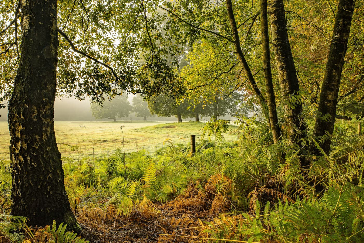 Papier peint panoramique clairière et forêt