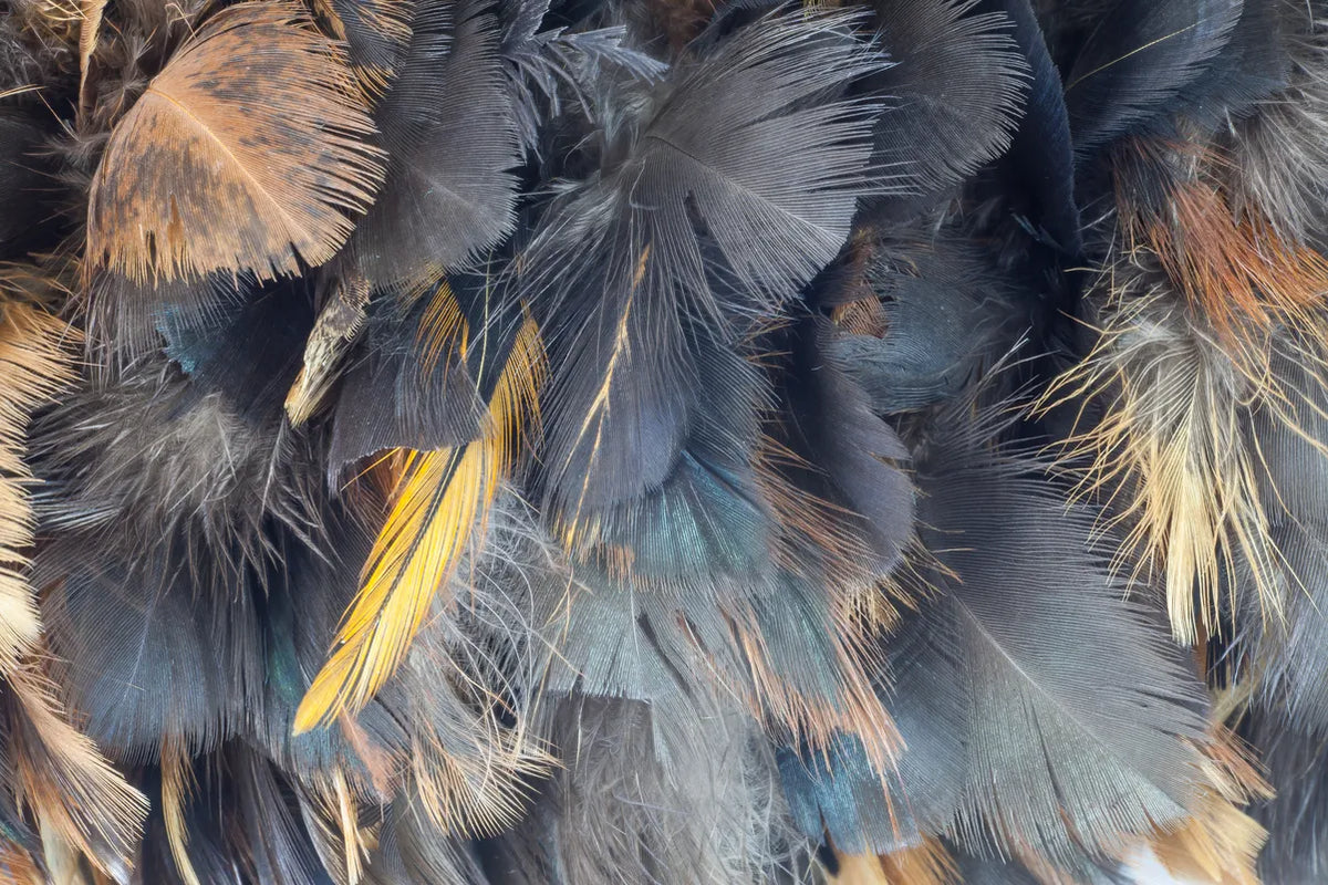 Papier peint mur de plumes