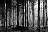 Papier peint forêt dense noir et blanc