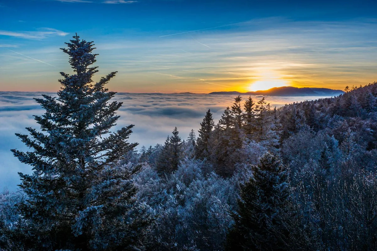 Papier peint forêt de montagne au dessus des nuages
