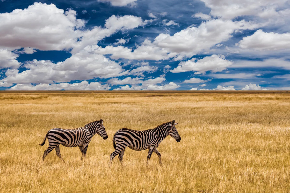 Papier peint zèbres dans la savane