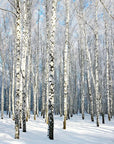 Snowy birch forest wallpaper